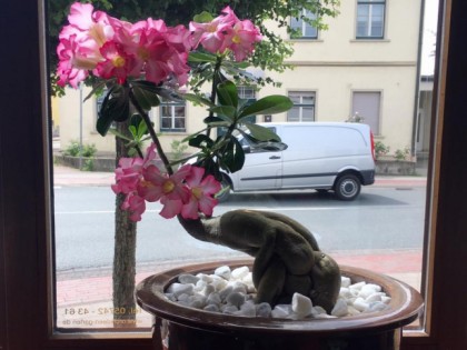 照片: Orchideen Garten